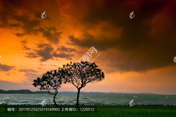 日落樹