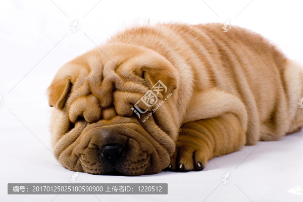 滑稽的沙皮狗