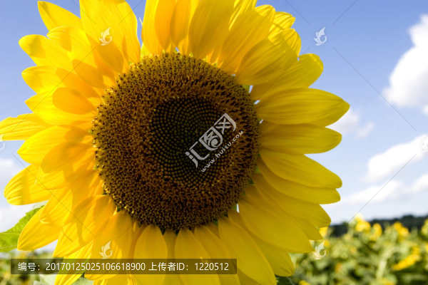 在田野里的向日葵