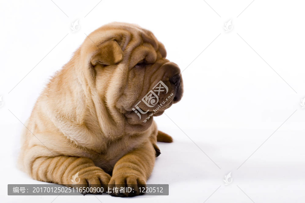 滑稽的沙皮狗