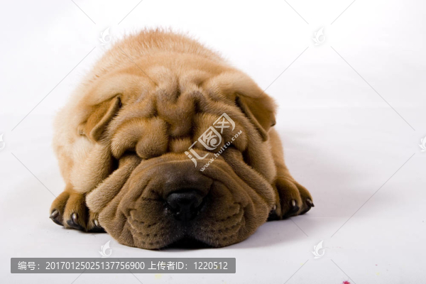 滑稽的沙皮狗