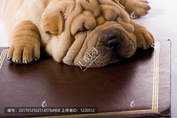 滑稽的沙皮狗
