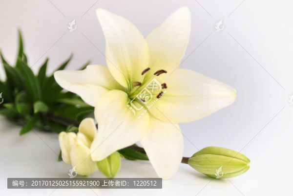 美麗的白色花朵