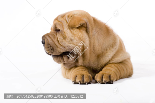 滑稽的沙皮狗