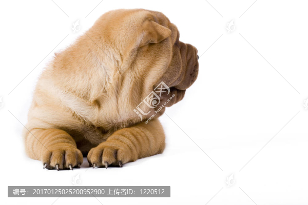 滑稽的沙皮狗