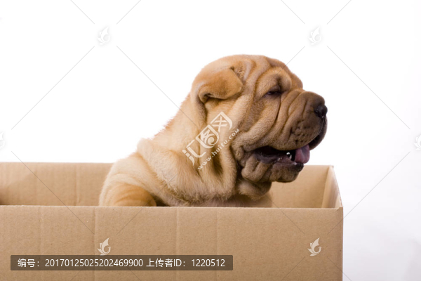 滑稽的沙皮狗-匯圖網(wǎng) www.fosd68.com 滑稽的沙皮狗