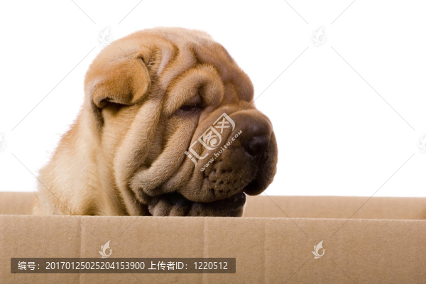 滑稽的沙皮狗