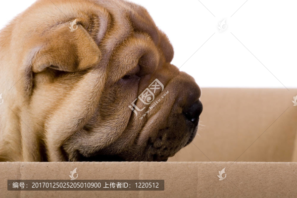 滑稽的沙皮狗