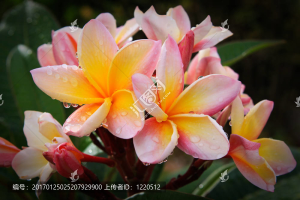 三色雞蛋花