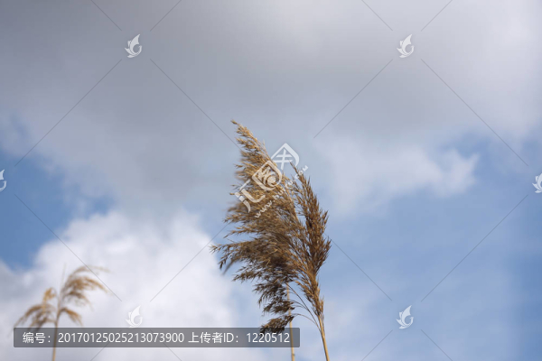 蘆葦