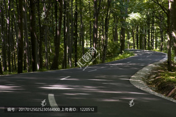 森林之路
