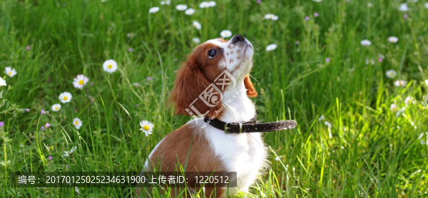 小狗-匯圖網(wǎng) www.fosd68.com 小狗