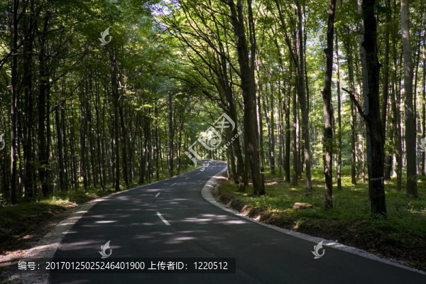 森林之路