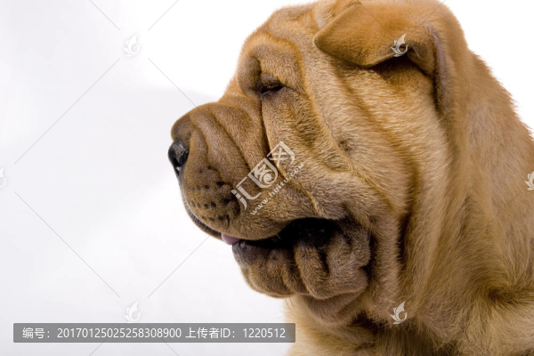 滑稽的沙皮狗
