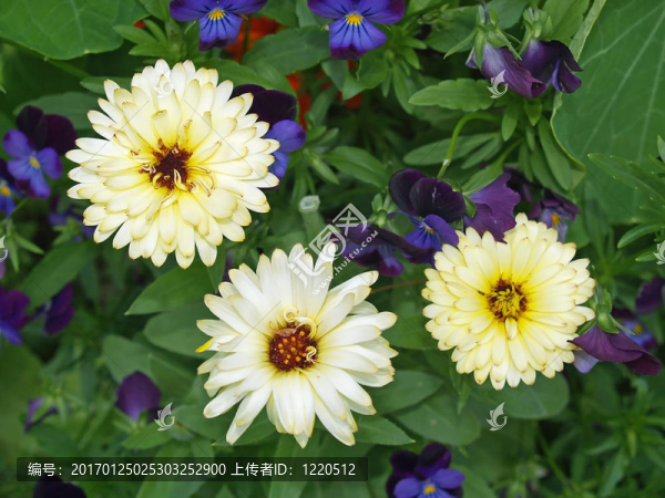 黃色的雛菊