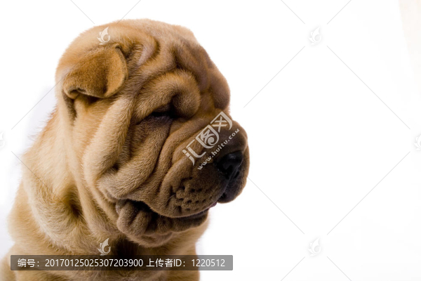 滑稽的沙皮狗