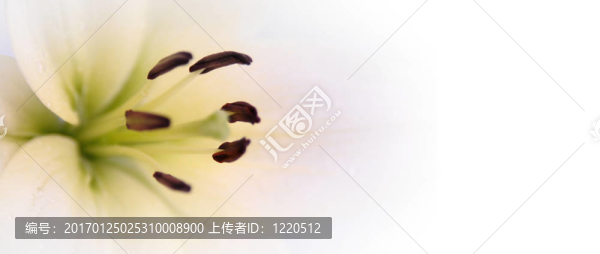 美麗的白色花朵