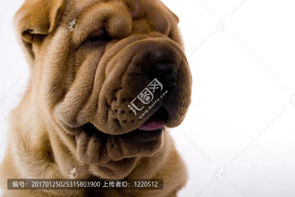 滑稽的沙皮狗