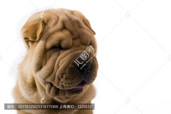 滑稽的沙皮狗