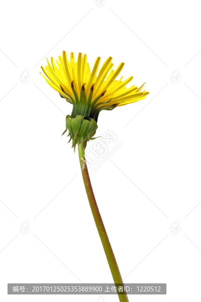白色01朵蒲公英上的花