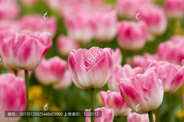 花園里的郁金香