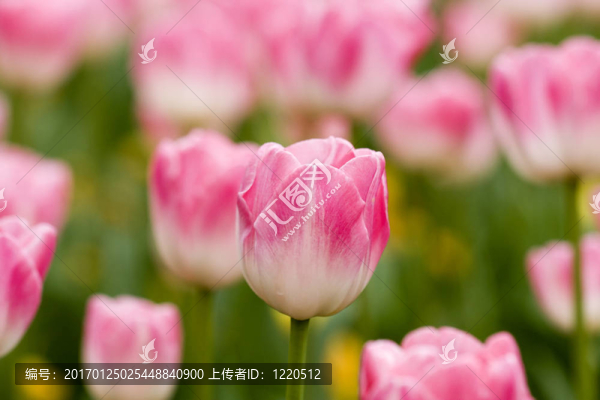 花園里的郁金香