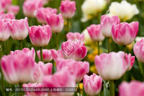花園里的郁金香