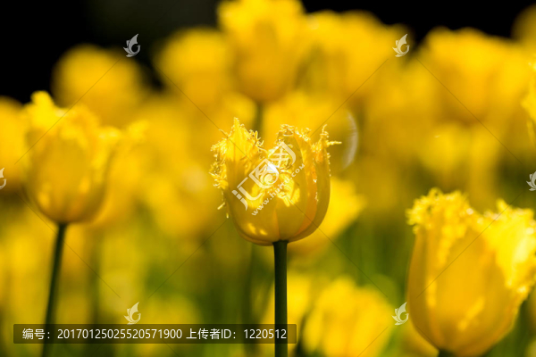 花園里的郁金香