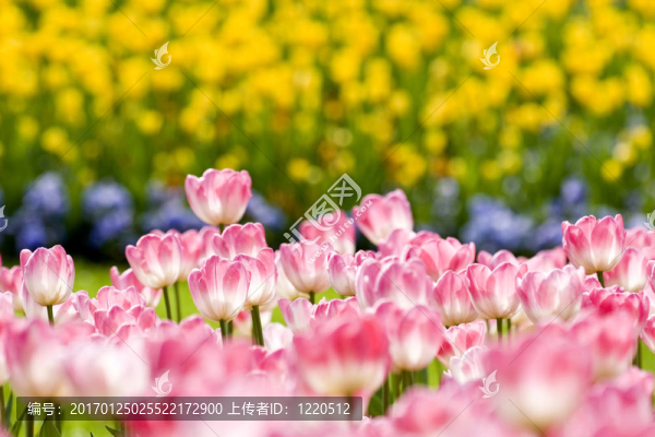 花園里的郁金香