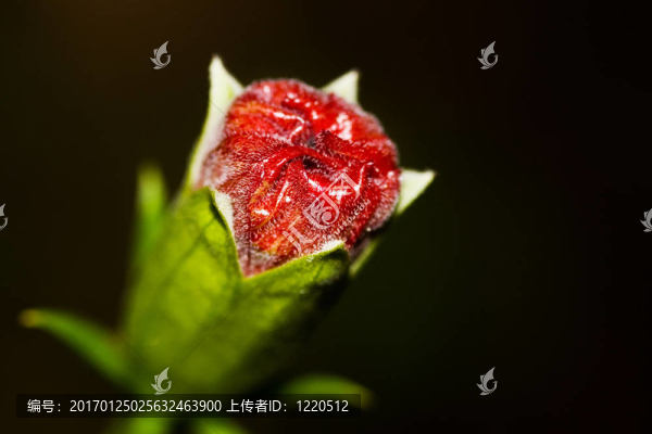 木槿芽