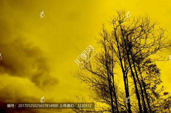 夕陽(yáng)中的樹剪影