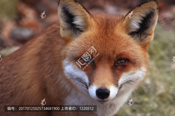 福斯