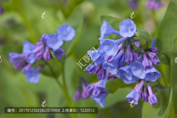 風(fēng)鈴草的花