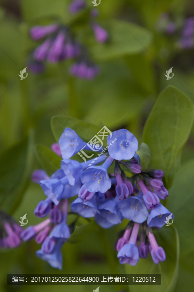 風(fēng)鈴草的花