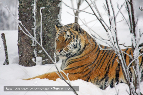 西伯利亞虎