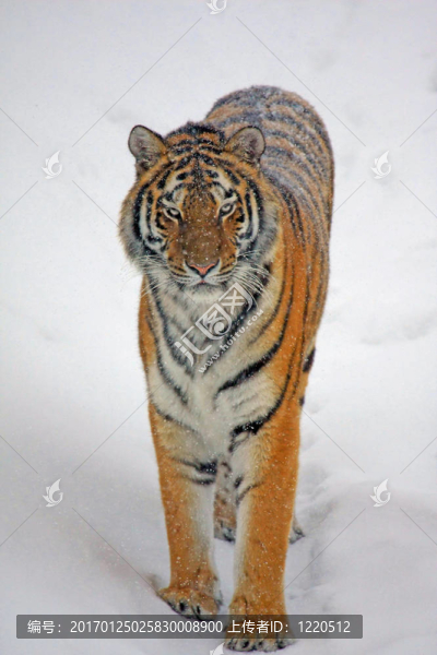 西伯利亞虎