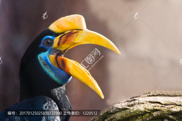 女Knobbed,Hornbill打電話
