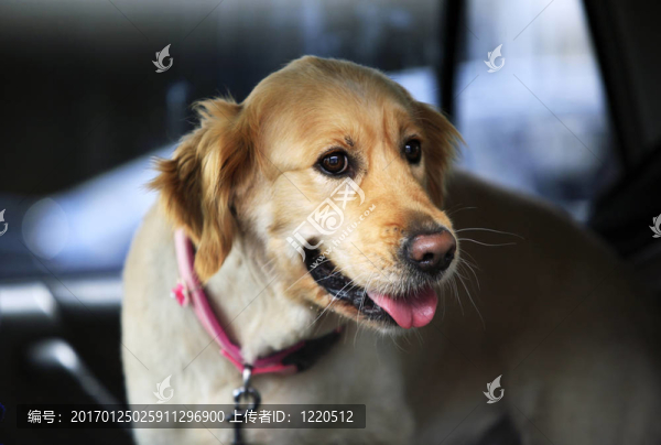 金毛獵犬