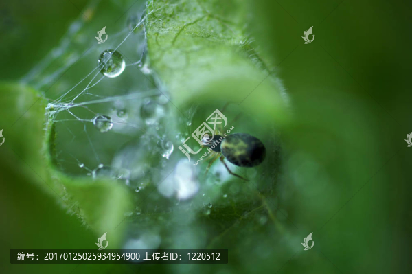 卷葉蜘蛛網(wǎng)-匯圖網(wǎng) www.fosd68.com 卷葉蜘蛛網(wǎng)