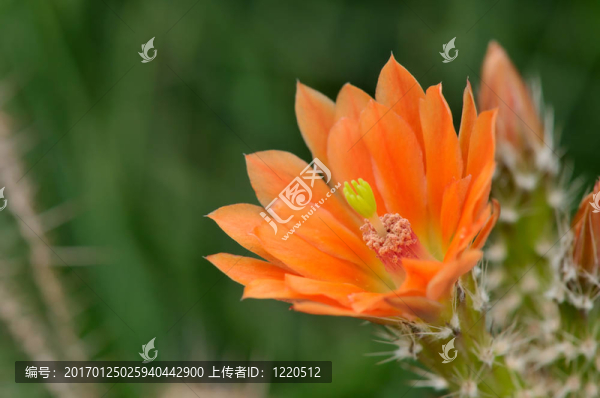 刺猬仙人掌花特寫(xiě)