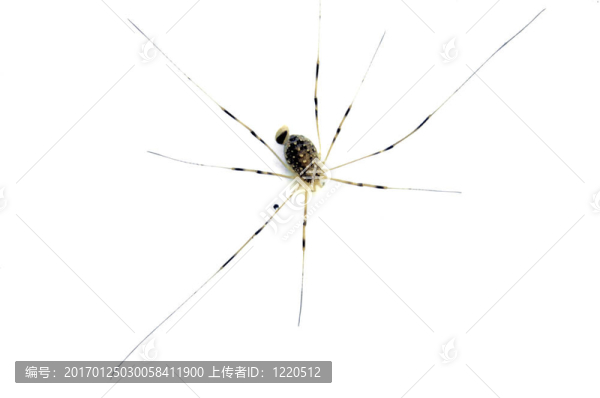 細(xì)長(zhǎng)腿的蜘蛛