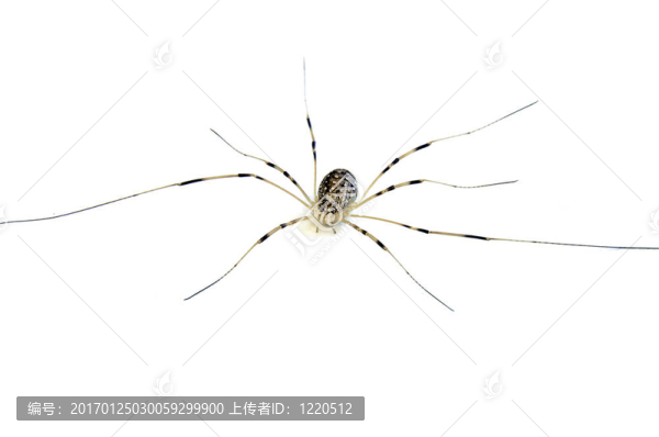 細長腿蜘蛛來臨
