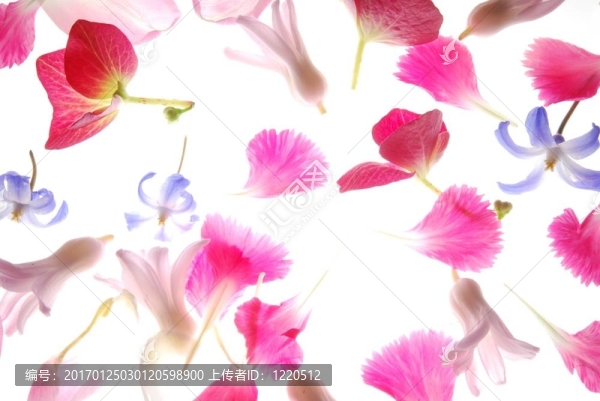 粉紅色的花瓣