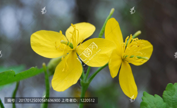 白屈菜
