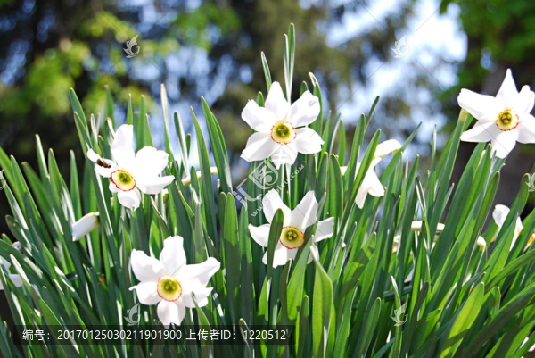 陽(yáng)光下的水仙花