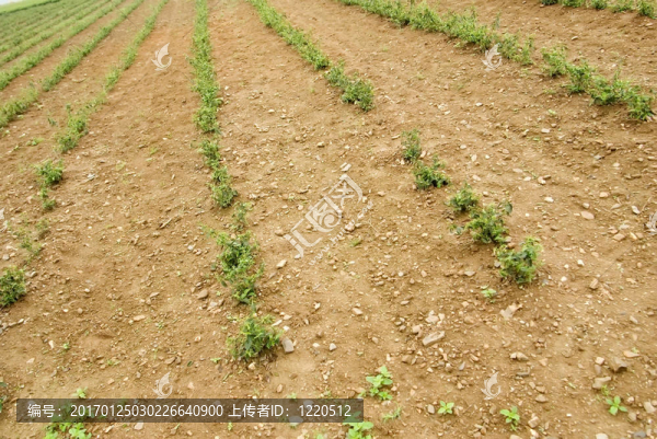 綠茶鮮葉和土地
