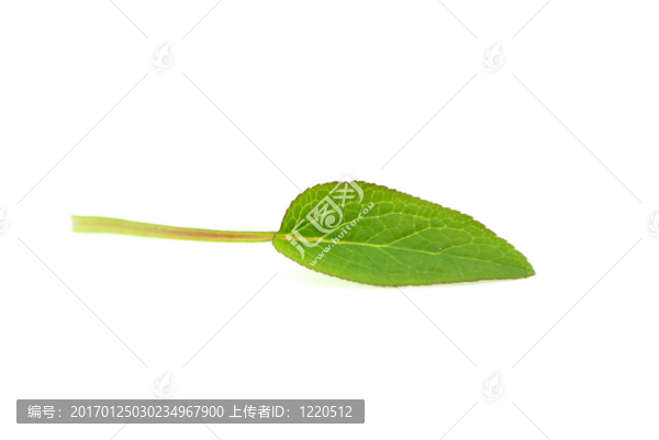 綠色的葉子。