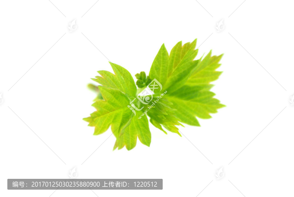 綠色的葉子。