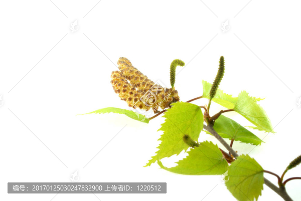 綠色的葉子。