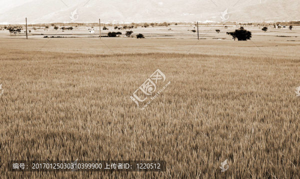 Green,Rice的背景